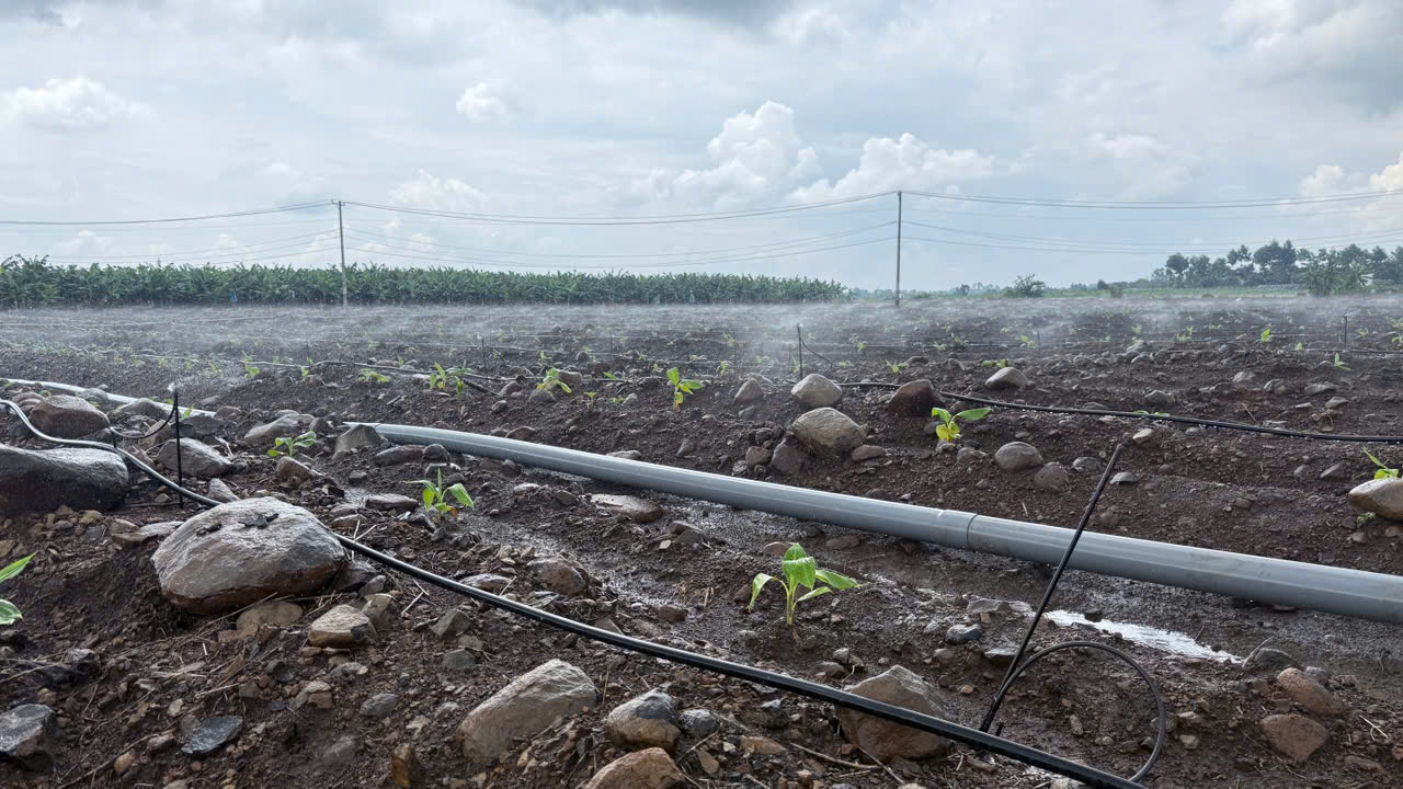 bec tuoi vp39 phun xa